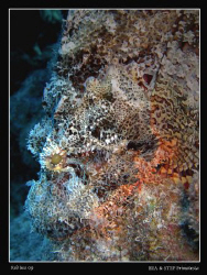 Mimicry (Scorpaenopsis oxycephalus). Canon G10 & Inon D20... by Bea & Stef Primatesta 